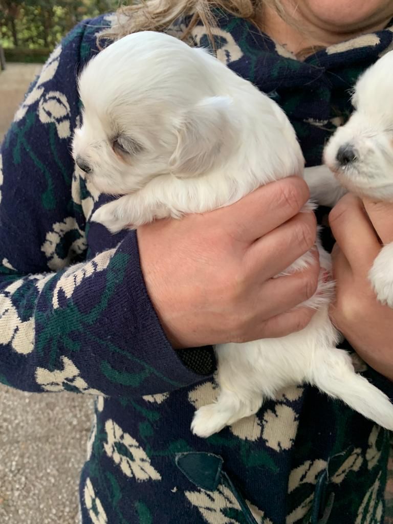 Cuccioli di Maltese da adottare